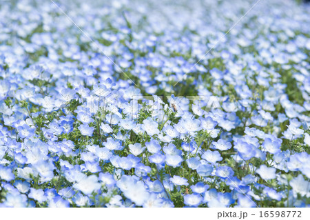 ネモフィラ 16598772