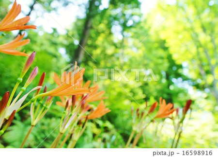 キツネノカミソリ 16598916