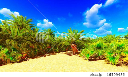 African oasis 16599486
