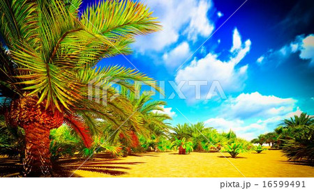 African oasis 16599491