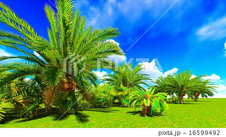 African oasis 16599492