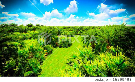 African oasis 16599493
