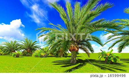 African oasis 16599496