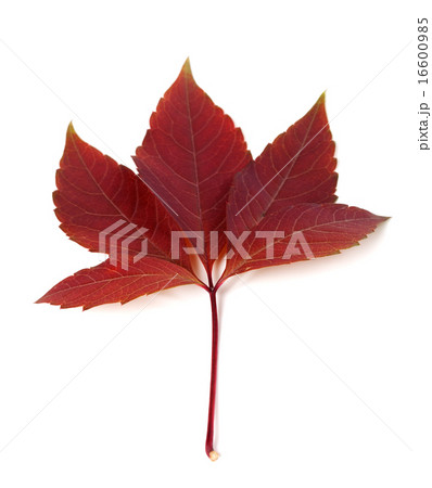 Dark-red autum virginia creeper leaf Dark-red autum virginia creeper leaf 16600985