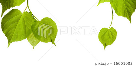Spring tilia leaves isolated on white background 16601002