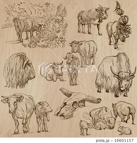 Cows and Cattle - Hand drawn vector pack Cows and Cattle - Hand drawn vector pack 16601157