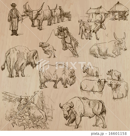 Cows and Cattle - Hand drawn vector pack Cows and Cattle - Hand drawn vector pack 16601158