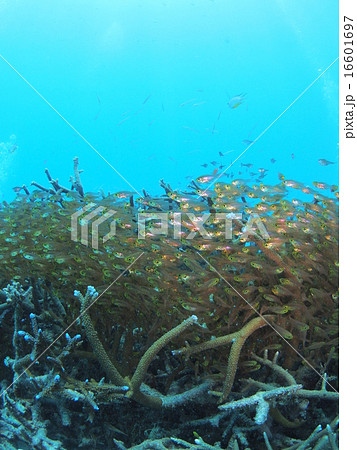 沖縄 西表島の枝サンゴに群れる大量の金色でスケルトンな熱帯魚の写真素材