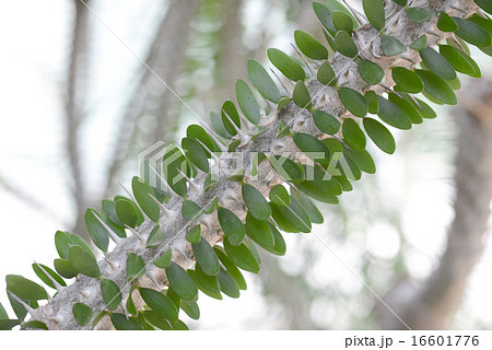 マダガスカルの有刺植物 16601776
