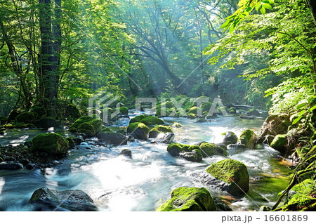 尚仁沢湧水 16601869