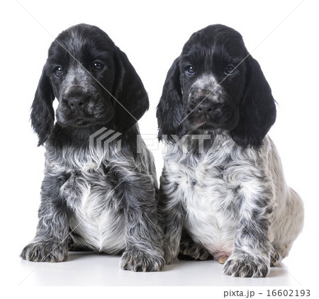 litter of puppies litter of puppies 16602193