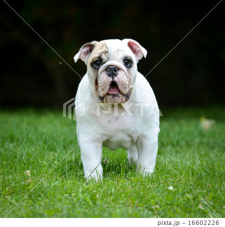 surprised puppy 16602226