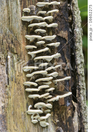 カワラタケ カワラタケ 16602275