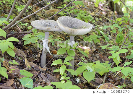 ハイカグラテングタケ ハイカグラテングタケ 16602276