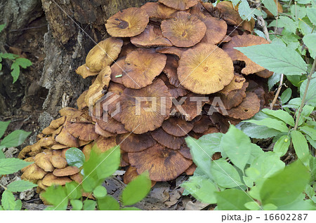 ナラタケモドキ 16602287