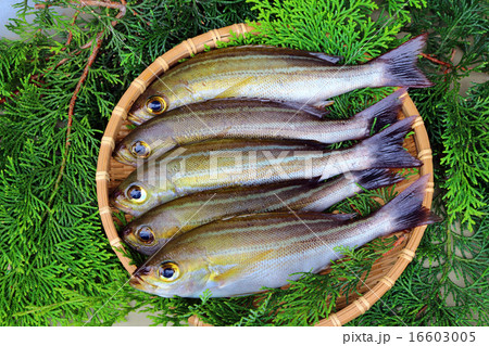 イサキ（伊佐木、伊佐幾、鶏魚） 16603005