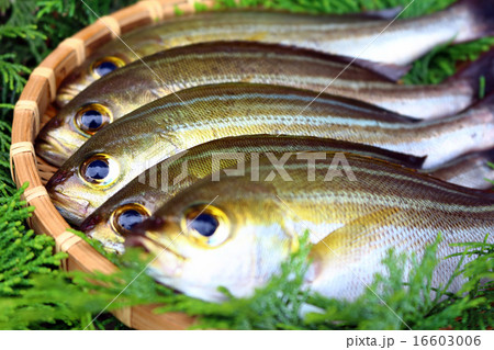 イサキ 伊佐木 伊佐幾 鶏魚 の写真素材