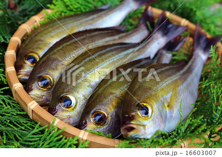 イサキ 伊佐木 伊佐幾 鶏魚 の写真素材