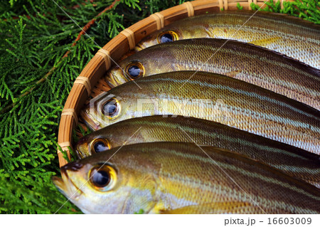 イサキ 伊佐木 伊佐幾 鶏魚 の写真素材