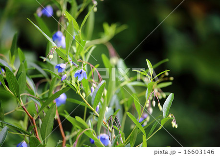 オーストラリアン・ブルーベルズ 16603146