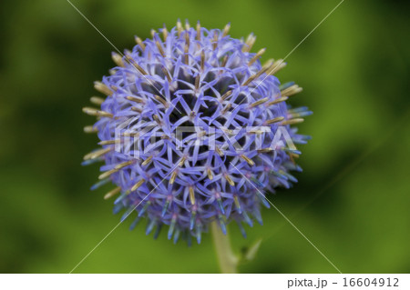 瑠璃玉あざみ 瑠璃玉あざみ 16604912