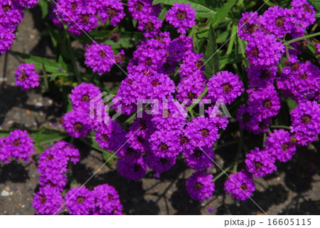 紫色の小さな花が球状に集まって咲くバーベナ リギダの写真素材