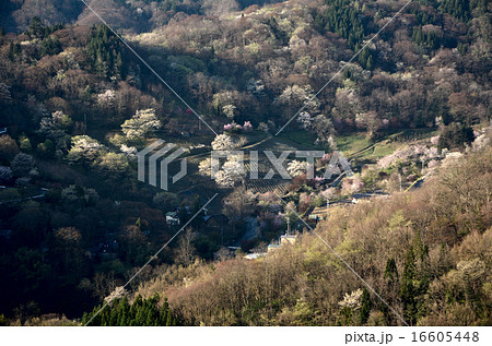 安曇野の山桜 16605448