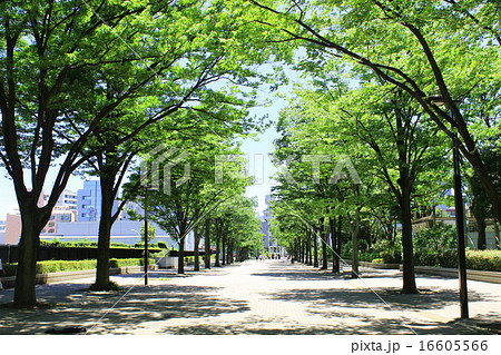 夏の代々木公園 16605566