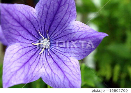 キキョウ(桔梗) キキョウ(桔梗) 16605700
