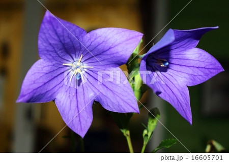 キキョウ(桔梗) キキョウ(桔梗) 16605701