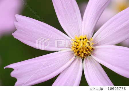コスモスの花 クローズアップ コスモスの花 クローズアップ 16605778