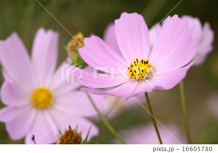 コスモスの花 クローズアップ コスモスの花 クローズアップ 16605780
