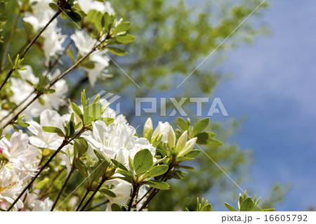 空をバックに白いツツジの花 空をバックに白いツツジの花 16605792