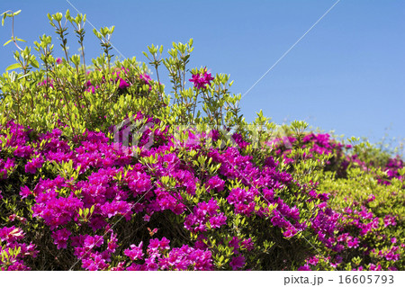 空をバックに紫のツツジの花 空をバックに紫のツツジの花 16605793