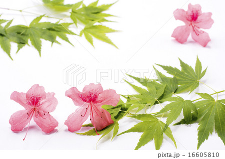 白背景のツツジの花と楓の新緑の写真素材