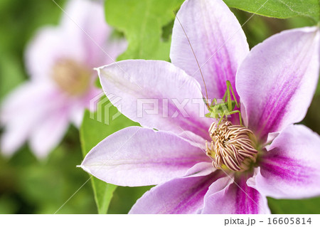 テッセンの花を食べているヤブキリの幼虫 16605814