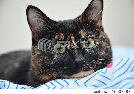 サビ柄の猫 16607503