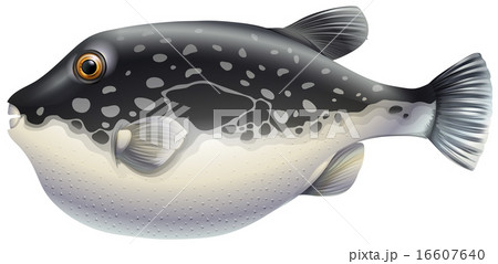 Puffer fish Puffer fish 16607640