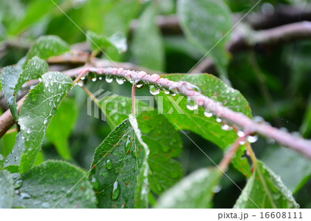 しずく しずく 16608111