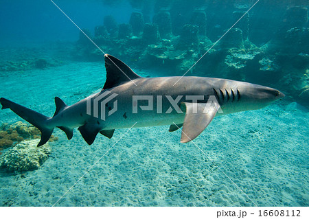 小笠原のネムリブカ、ホワイトチップ 小笠原のネムリブカ、ホワイトチップ 16608112