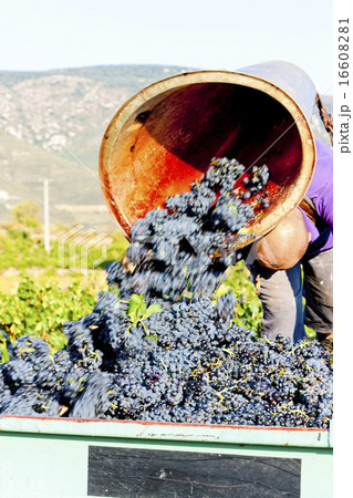 wine harvest in Fitou appellation, Roussillon 16608281