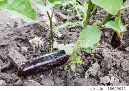 ripe eggplant on bed in garden 16609052
