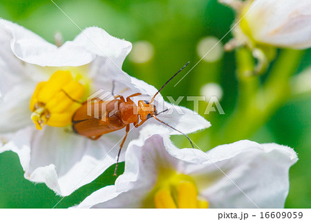 soldier beetle in potato flower close up soldier beetle in potato flower close up 16609059