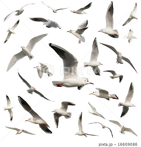 birds isolated on white 16609086