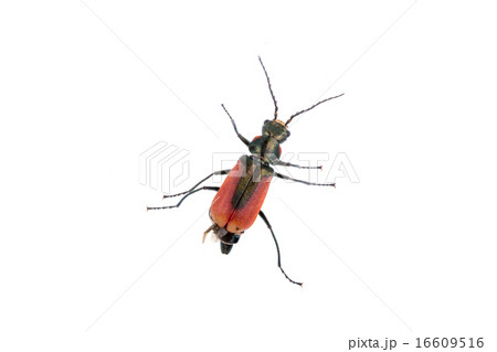 Red black bug on a white background Red black bug on a white background 16609516