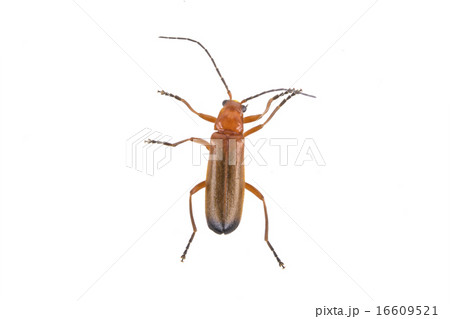 Brown bug on a white background Brown bug on a white background 16609521