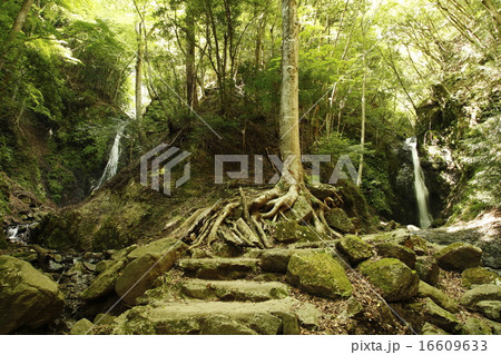 雄滝・雌滝　（道志村） 16609633