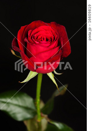 Red rose on dark 16609819