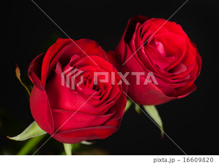 two red roses on black 16609820