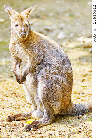 Cute Kangaroo. 16610512